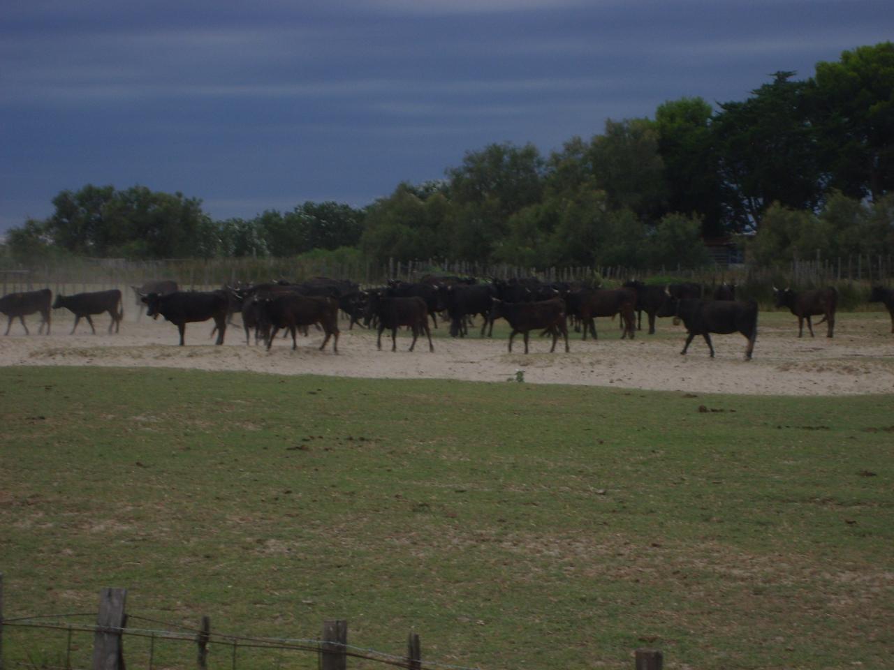 La camargue