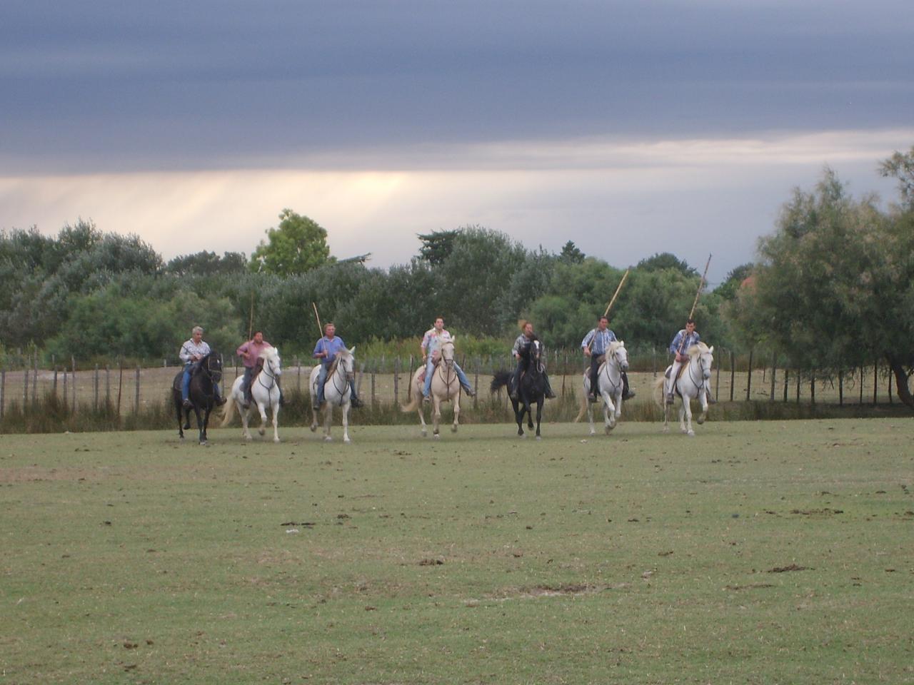 La camargue